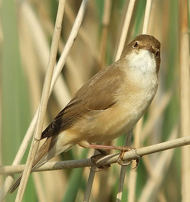 Kleinekarekiet050506A